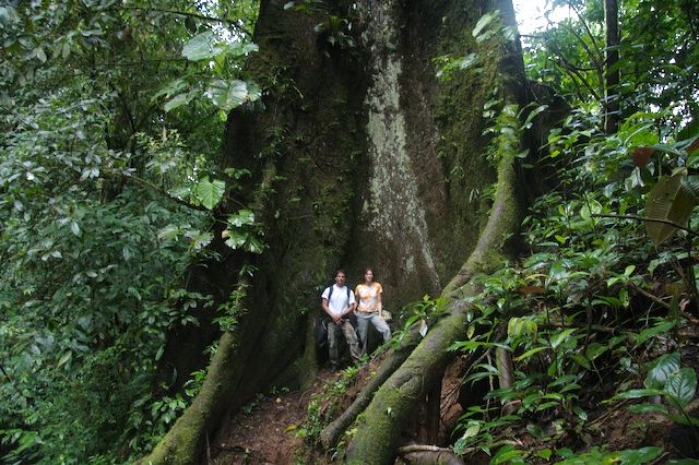 vincent-and-ali-ceiba-tree-749412